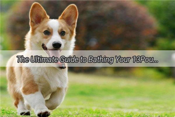 The Ultimate Guide to Bathing Your 13Pound Pooch Find the Perfect Solution